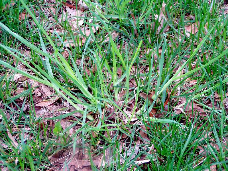 perennial-grassy-weeds-in-lawns-and-gardens